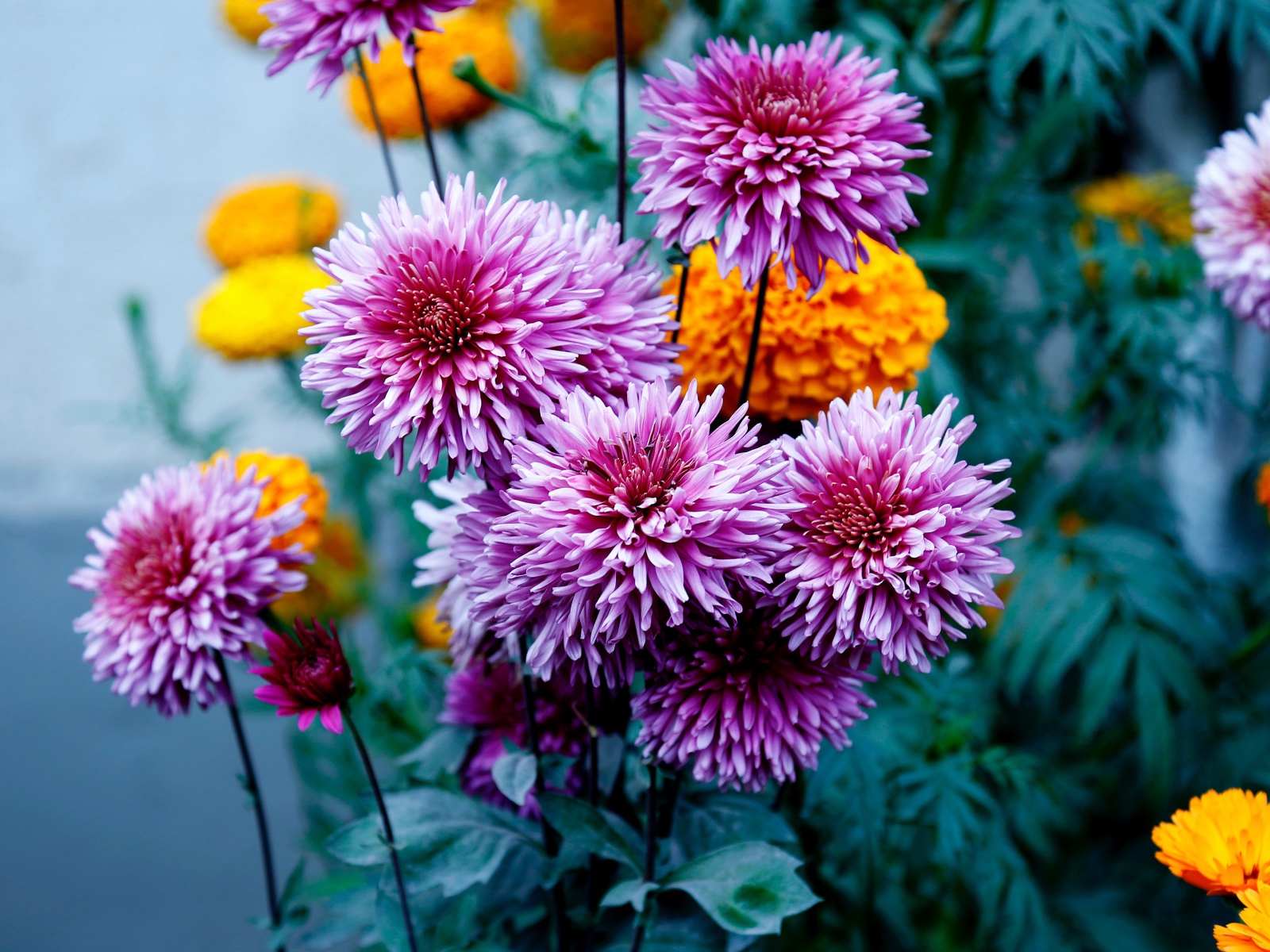 Розовые георгины с бархатцами на клумбе 