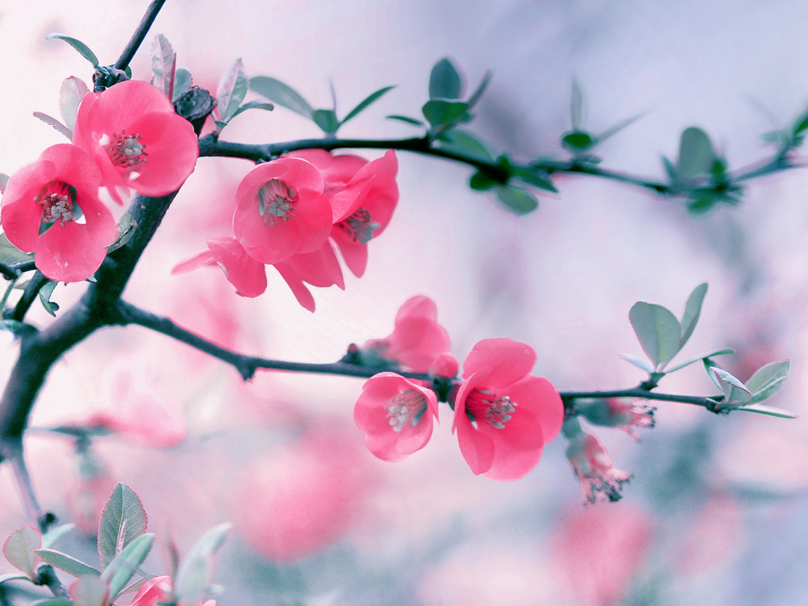 Розовые нежные цветы с зелеными листьями на ветке 