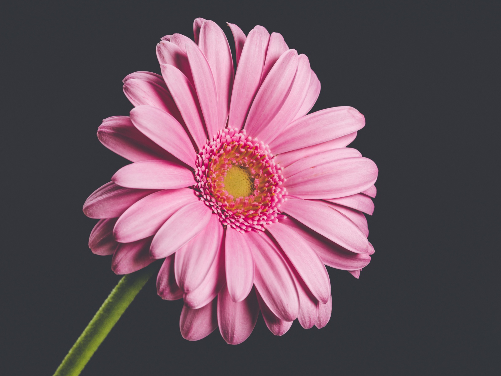 Розовый нежный цветок герберы на сером фоне