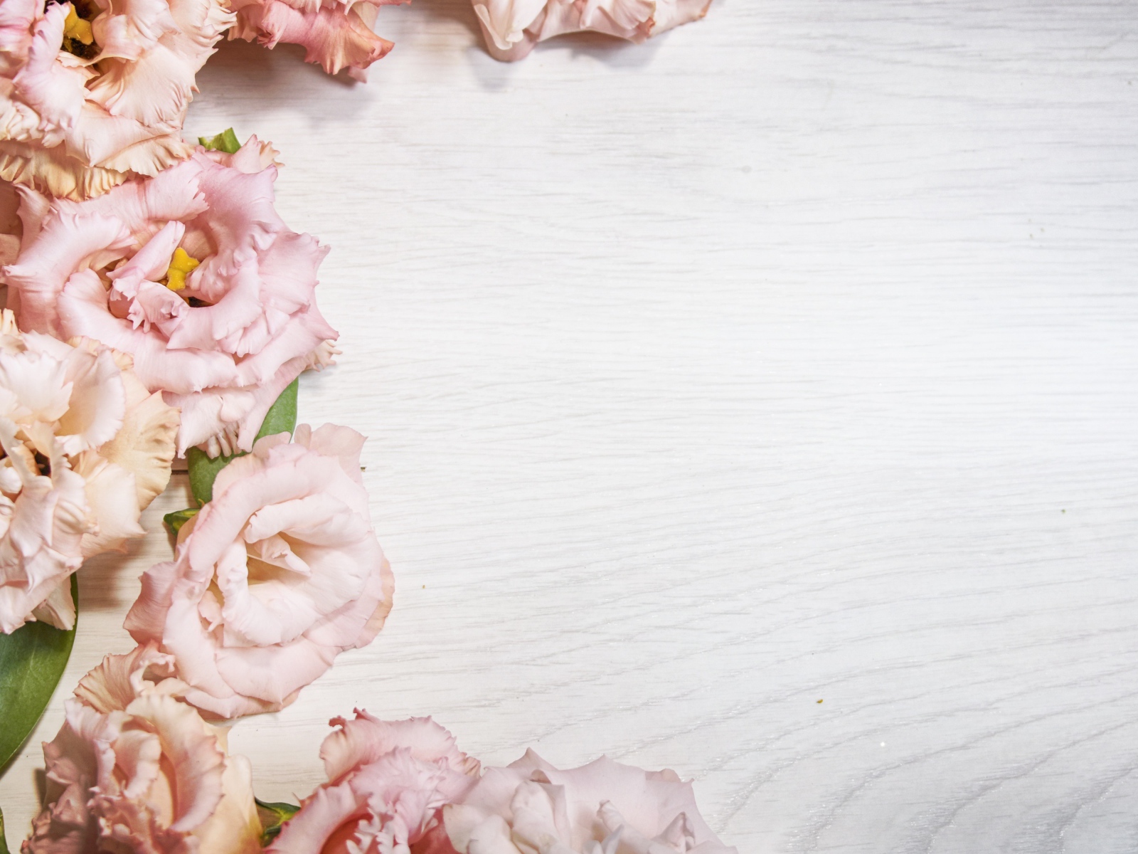 Розовые цветы эустомы на шаблоне для открытки 