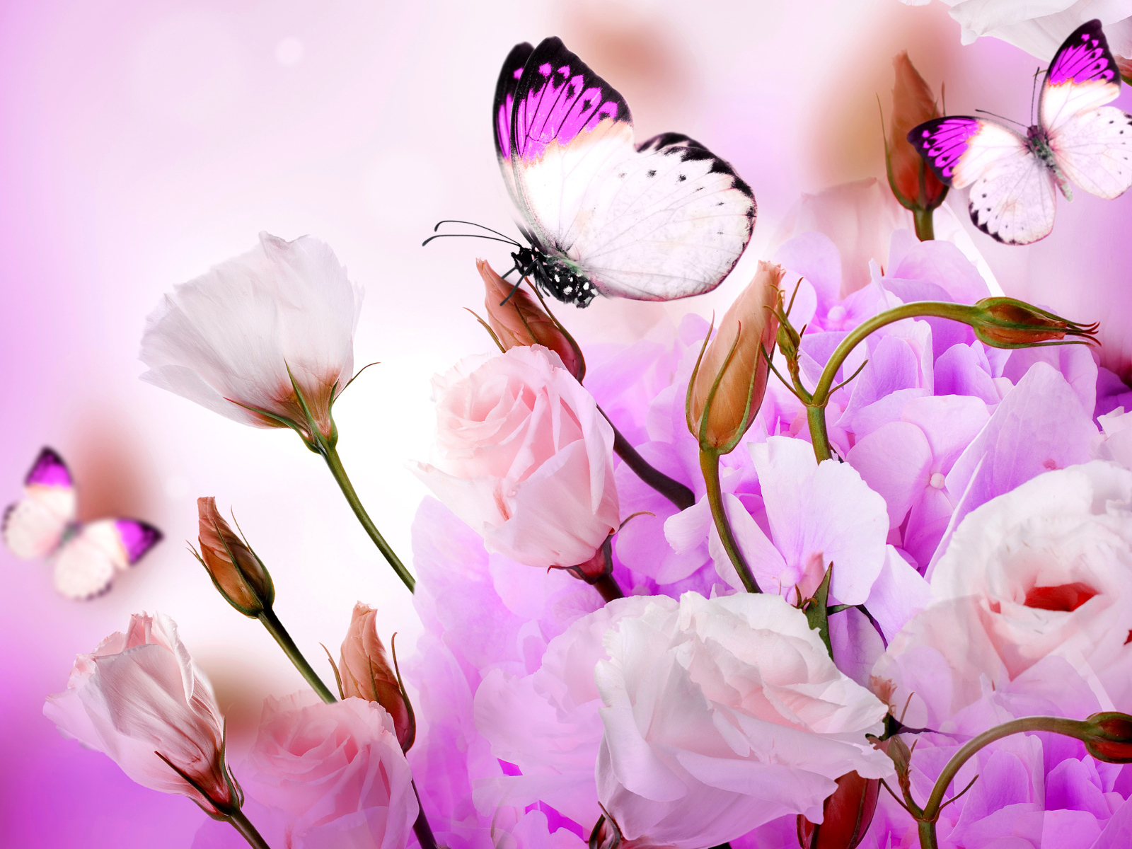 Розовые цветы эустомы с бутонами на фоне с бабочками