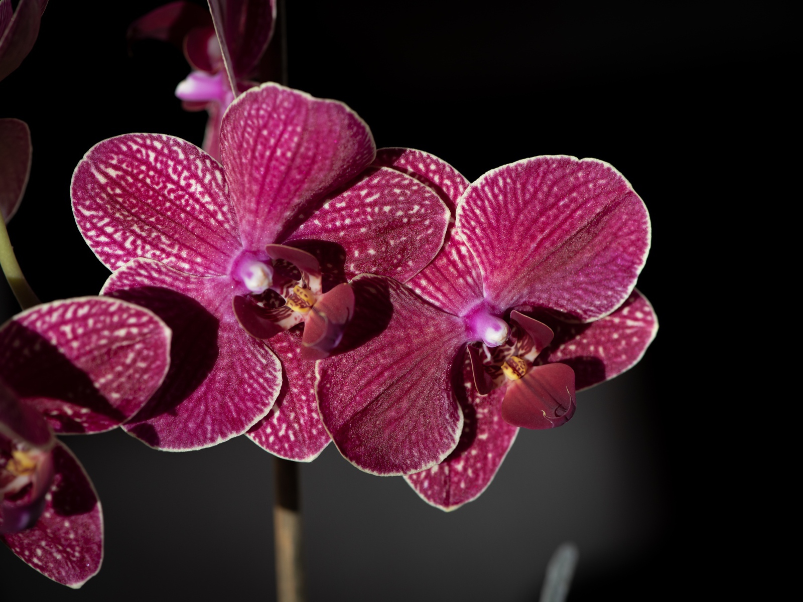 Розовые экзотические орхидеи крупным планом