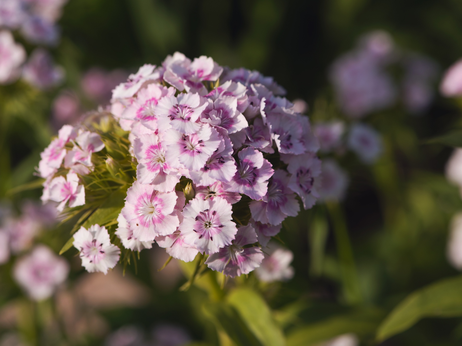 Розовые цветы розовой гвоздики в лучах солнца 