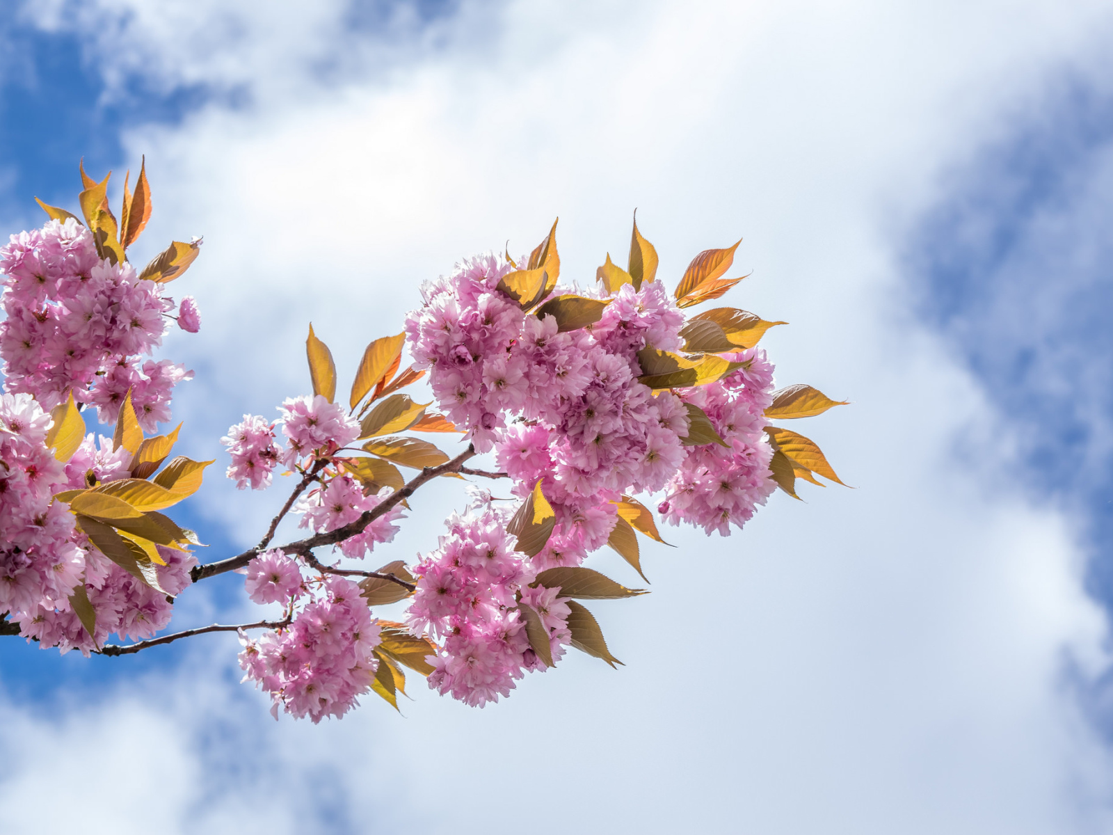 Розовые цветы на ветке на фоне неба с белыми облаками