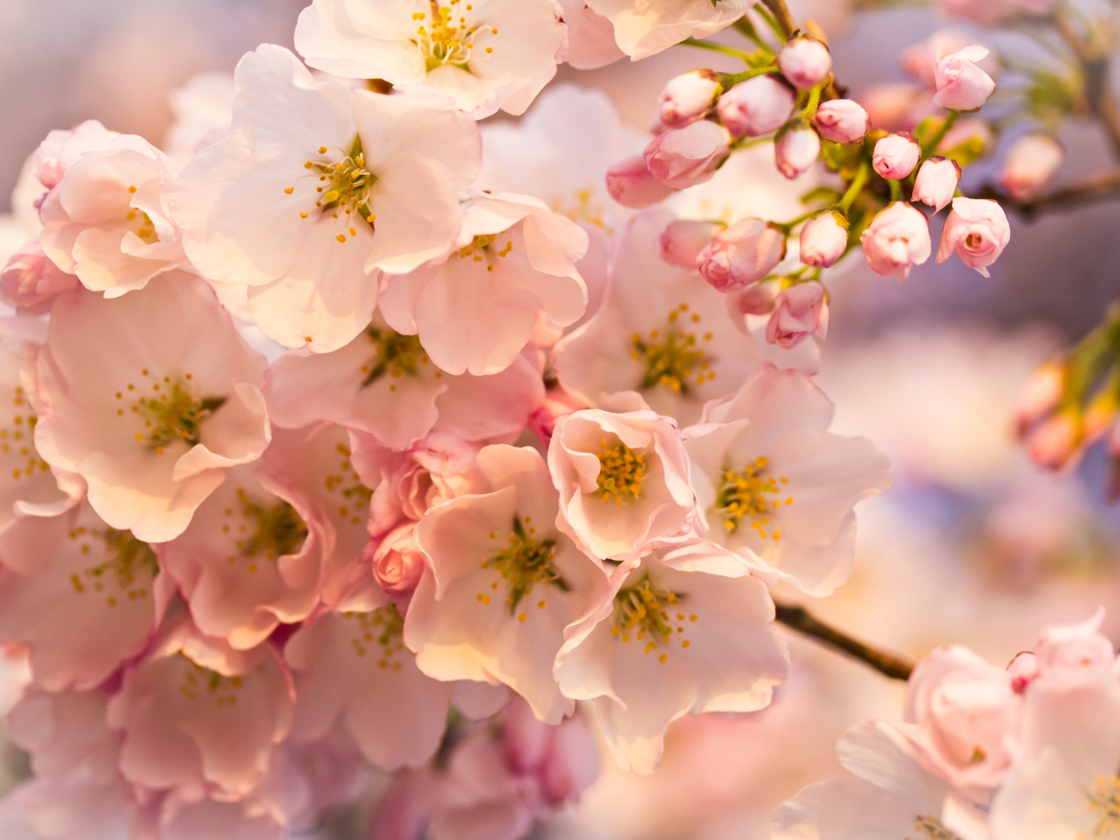 Розовые цветы на весеннем дереве 