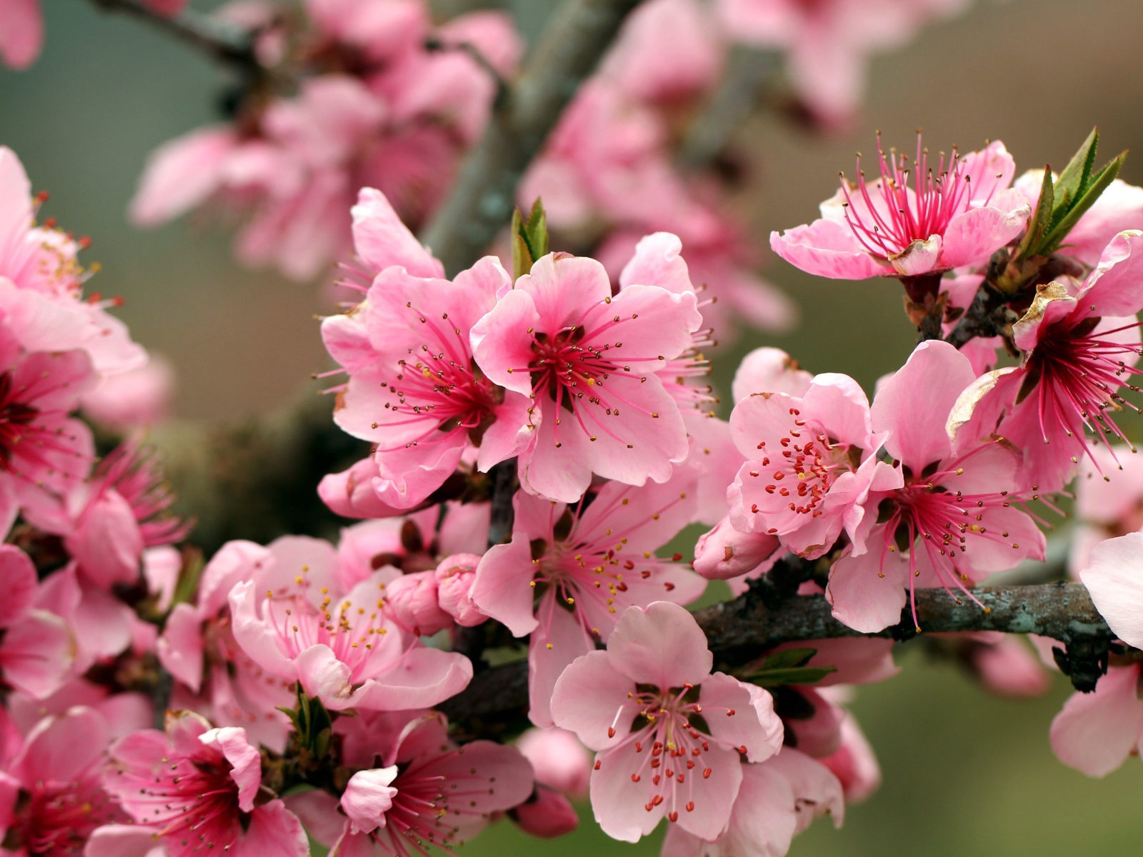 Розовые цветы на ветках дерева 