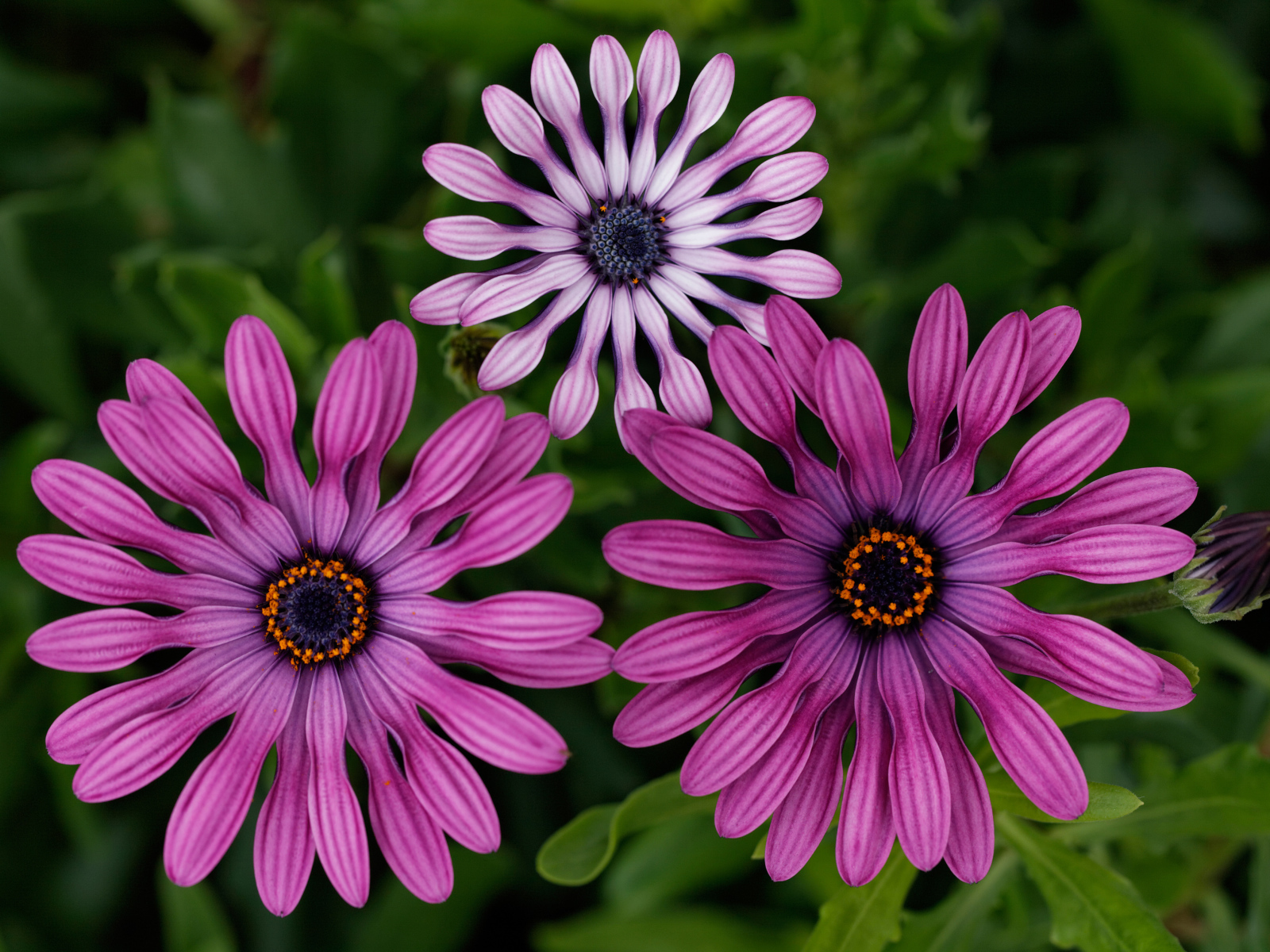 Розовые цветы остеоспермум крупным планом 