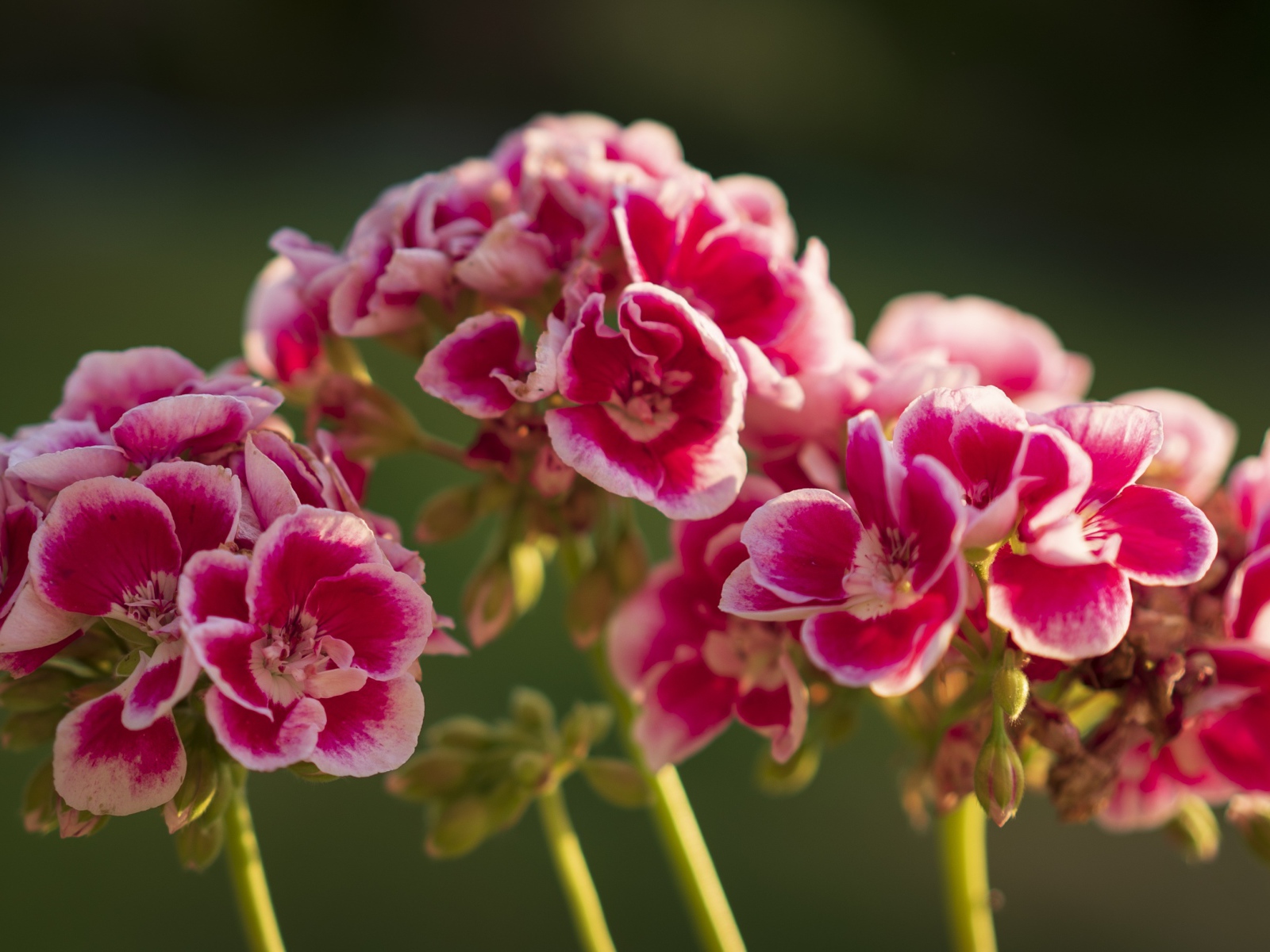 Розовые цветы герани в лучах солнца крупным планом