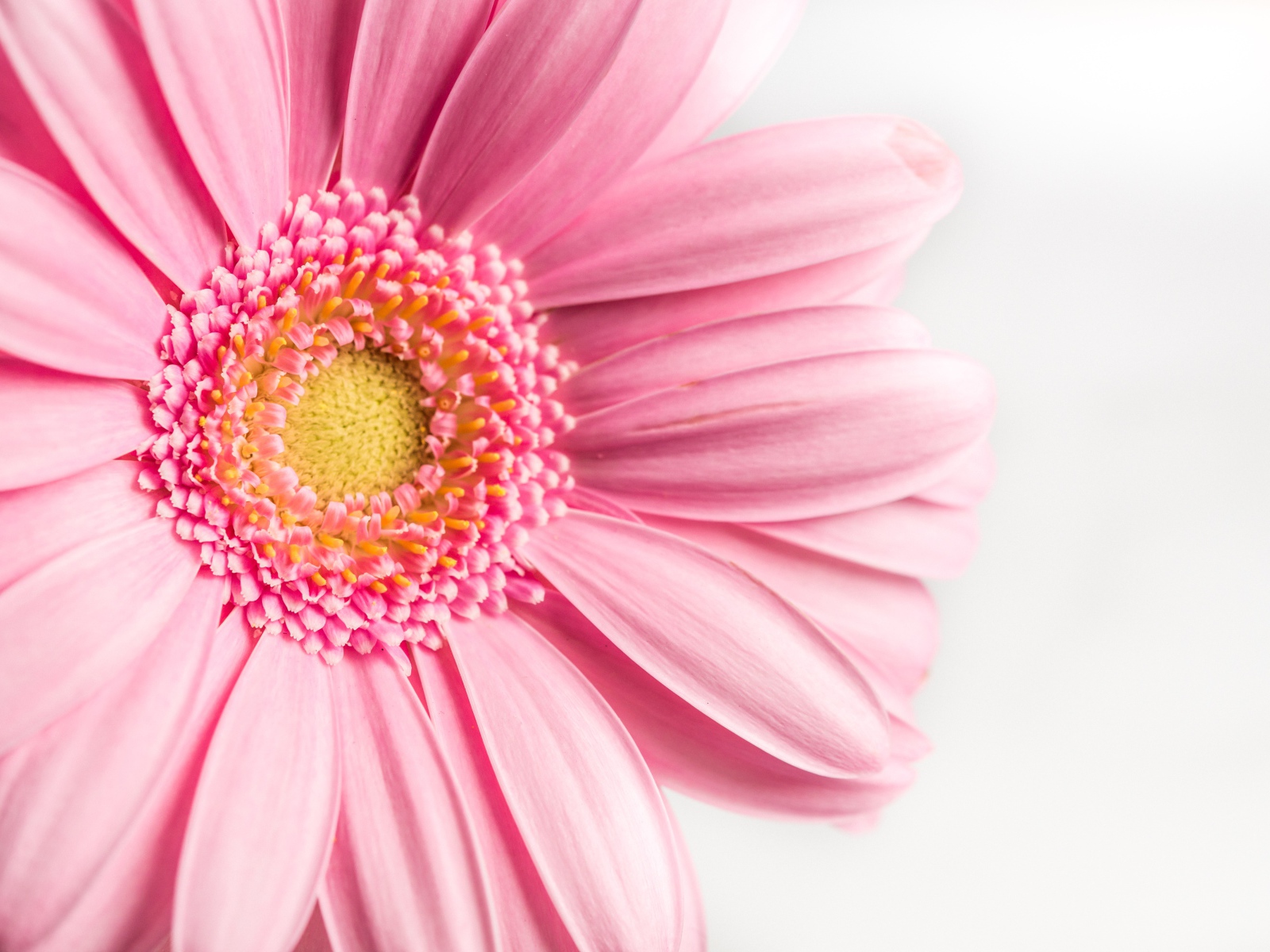 Розовый цветок герберы на белом фоне крупным планом