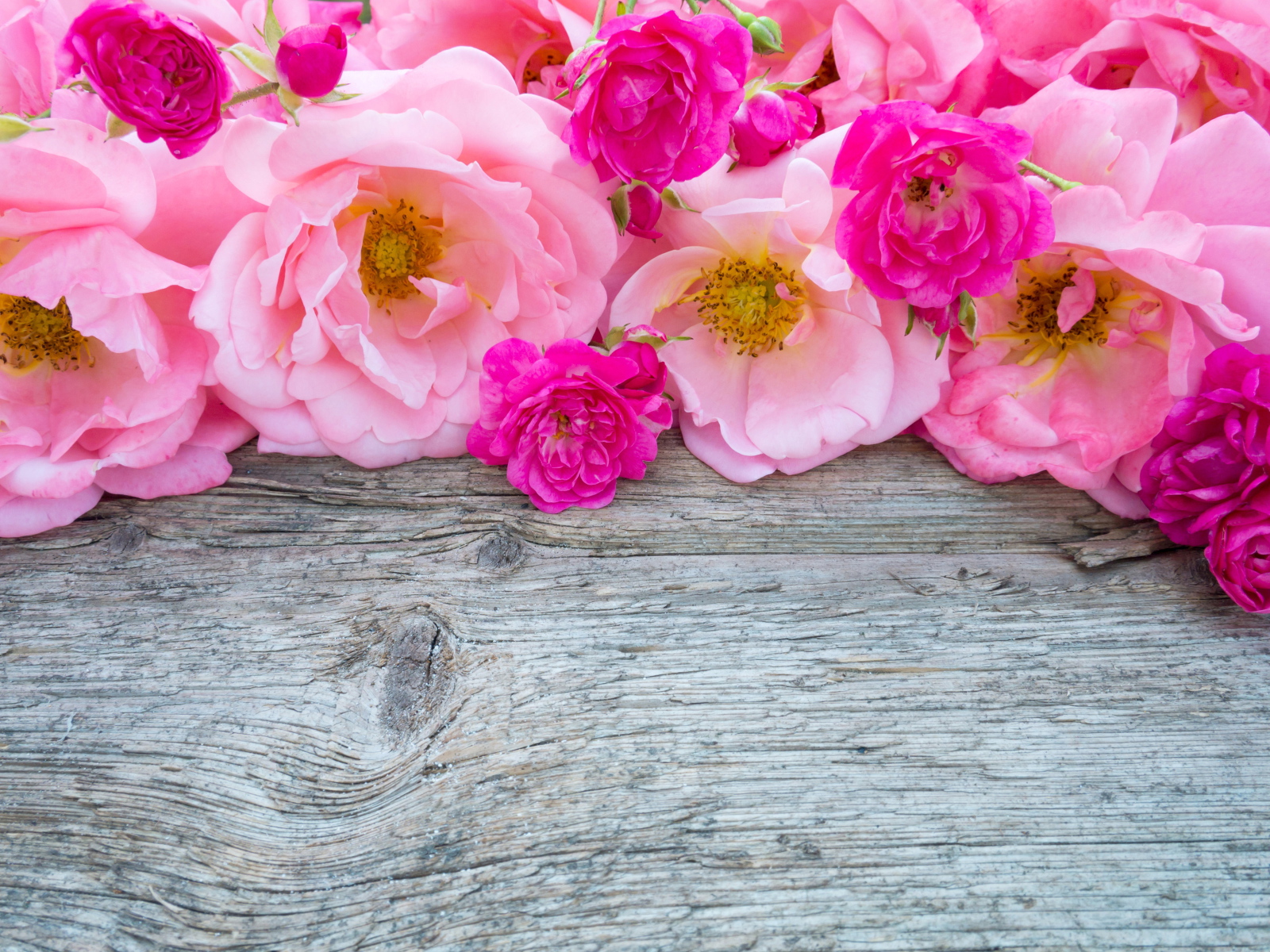 Розовые цветы парковой розы на деревянном столе 