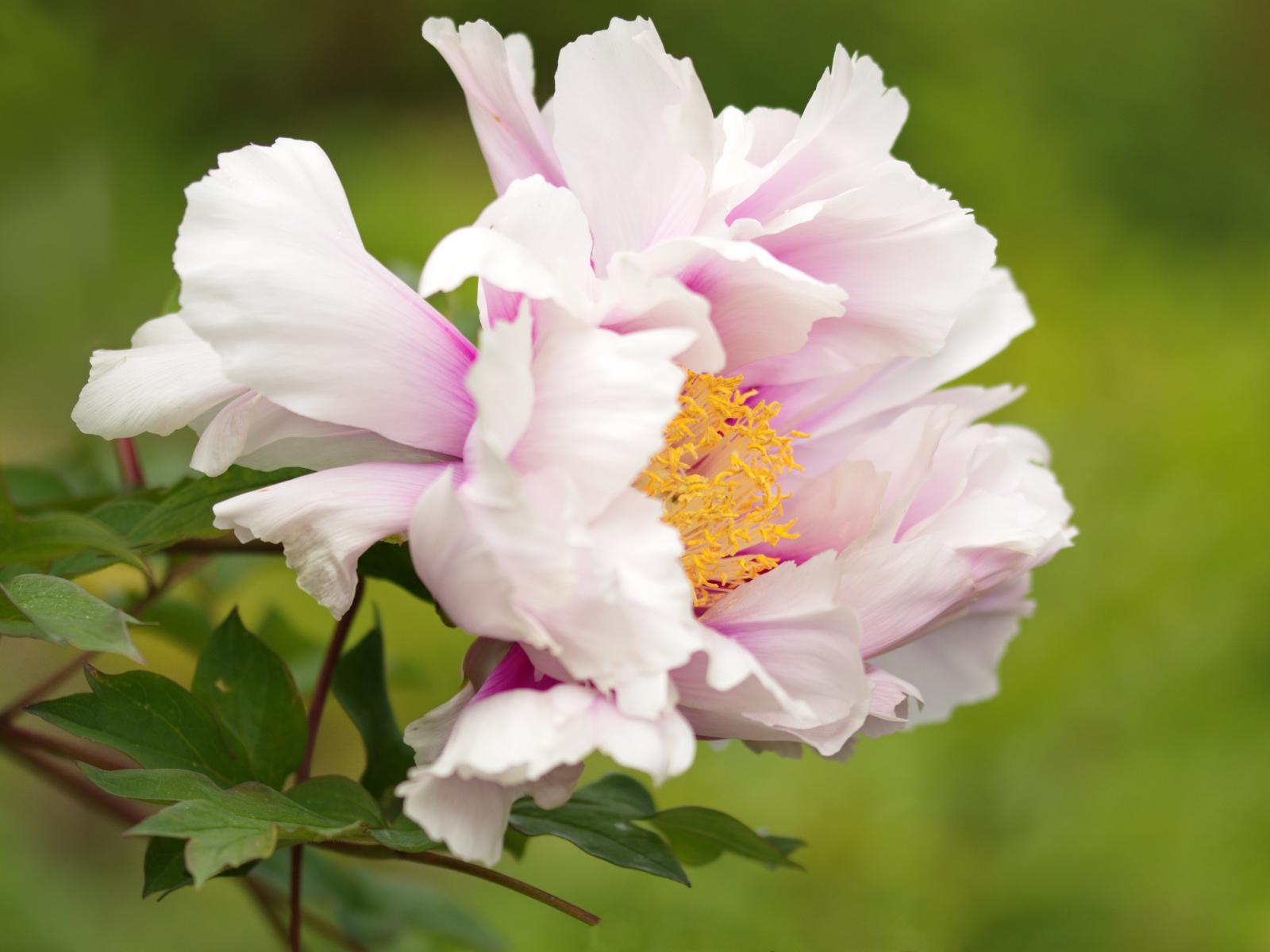 Розовый пион на зеленом фоне