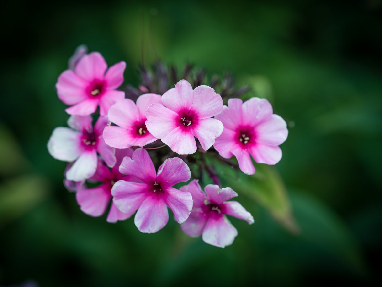 Розовые цветы флокса крупным планом 