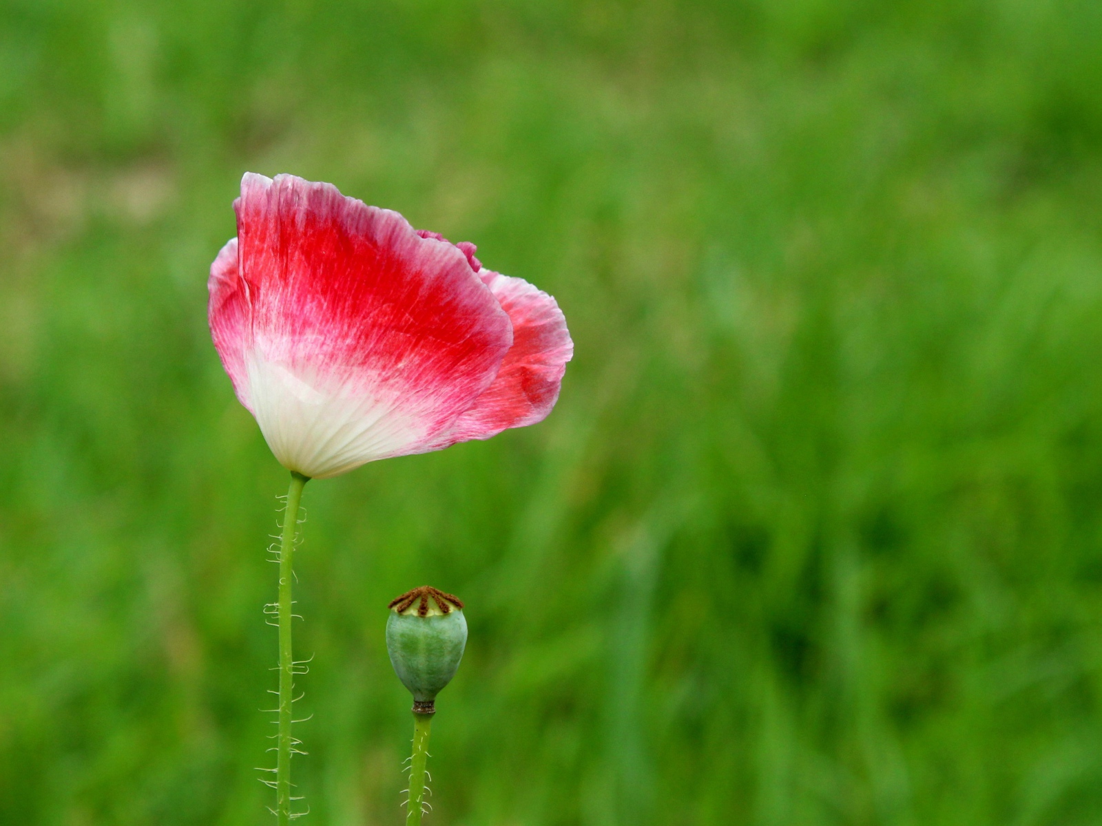 Розовый цветок мака с бутоном на зеленом фоне