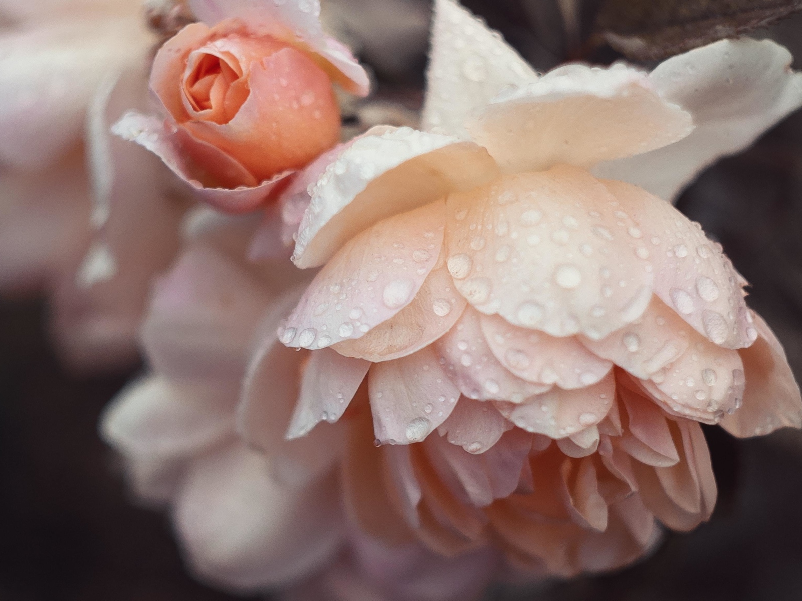 Розовые цветы розы в каплях дождя 
