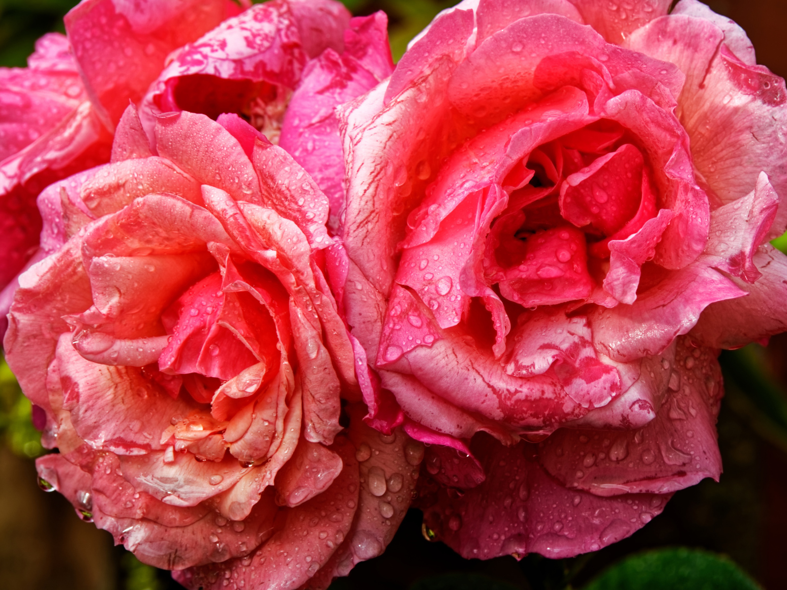 Розовые розы в каплях дождя крупным планом