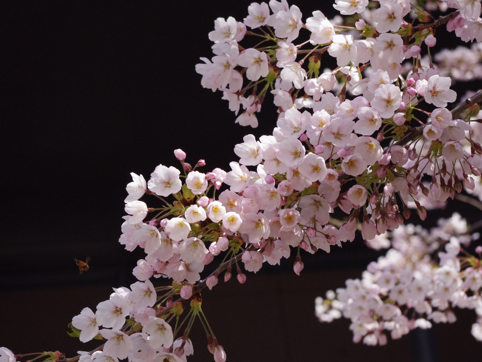Розовые цветы сакуры на ветке дерева на черном фоне