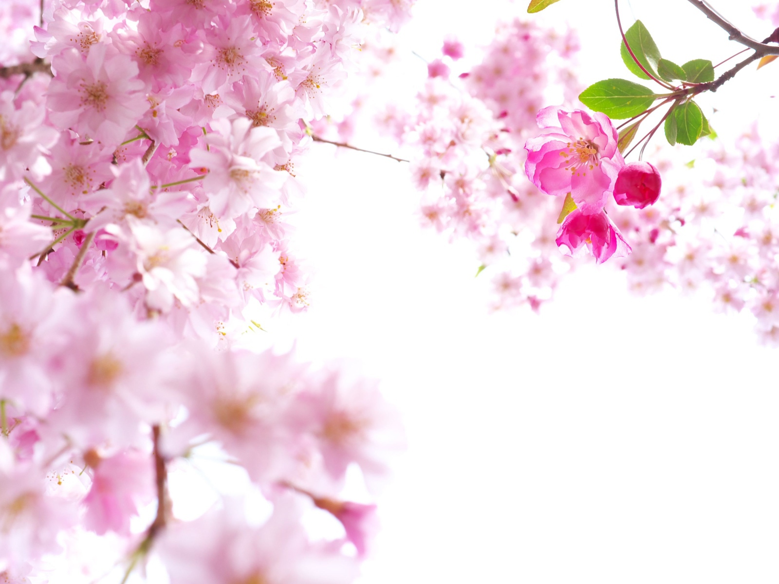 Розовые цветы сакуры на ветках на белом фоне