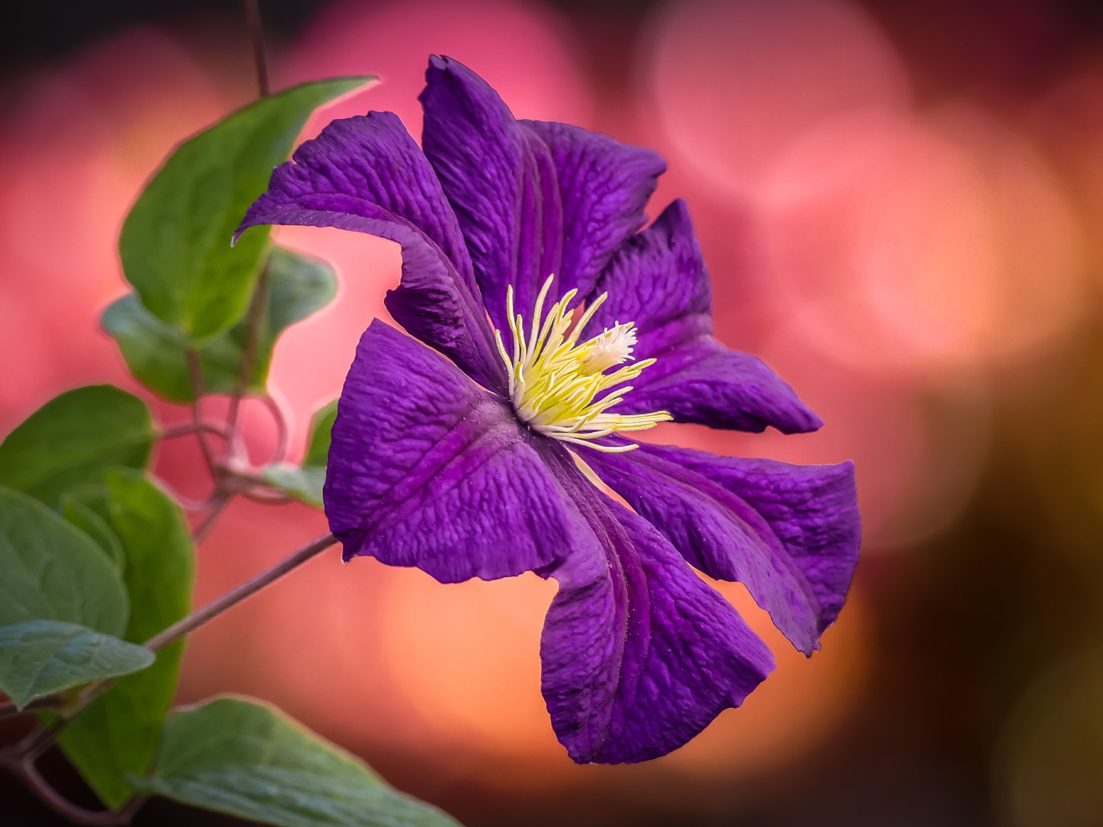 Фиолетовый цветок клематиса с зелеными листьями  крупным планом