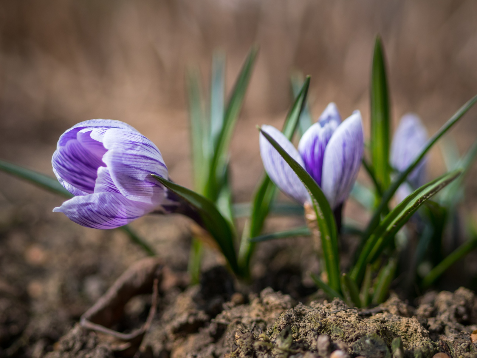 Фиолетовые цветы крокуса на земле 