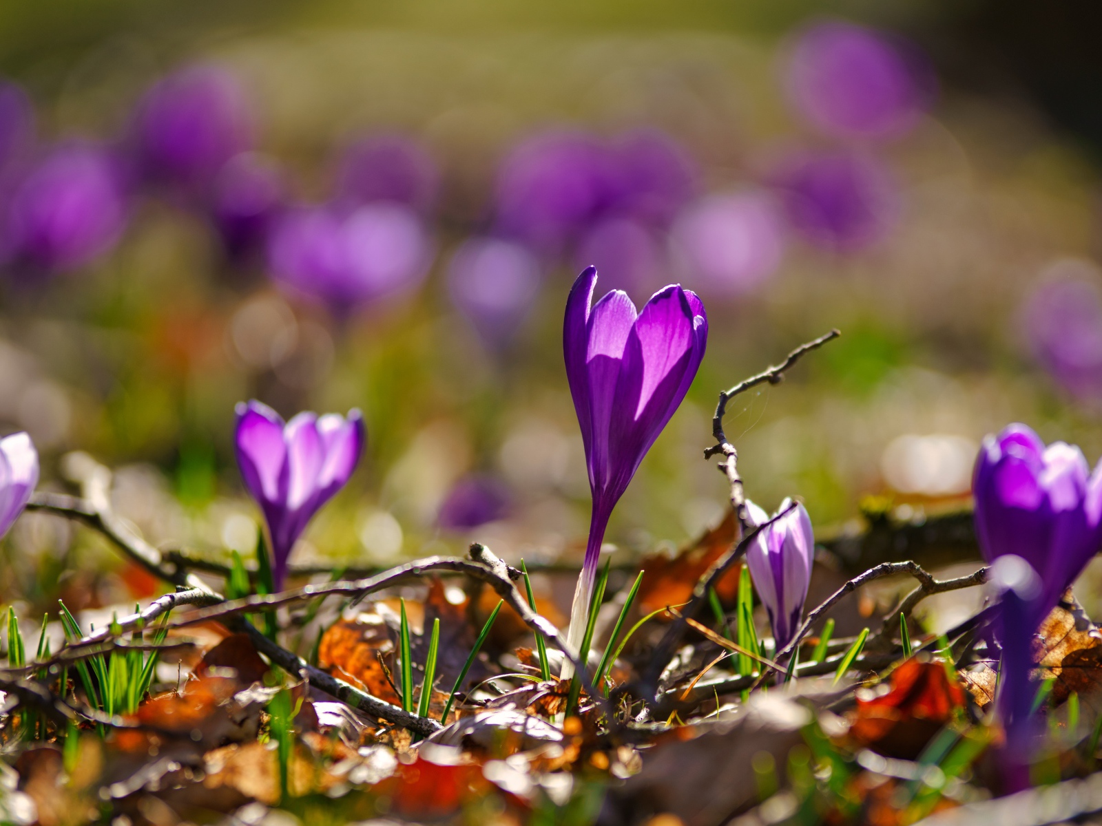 Фиолетовые крокусы в сухих листьях в лучах солнца