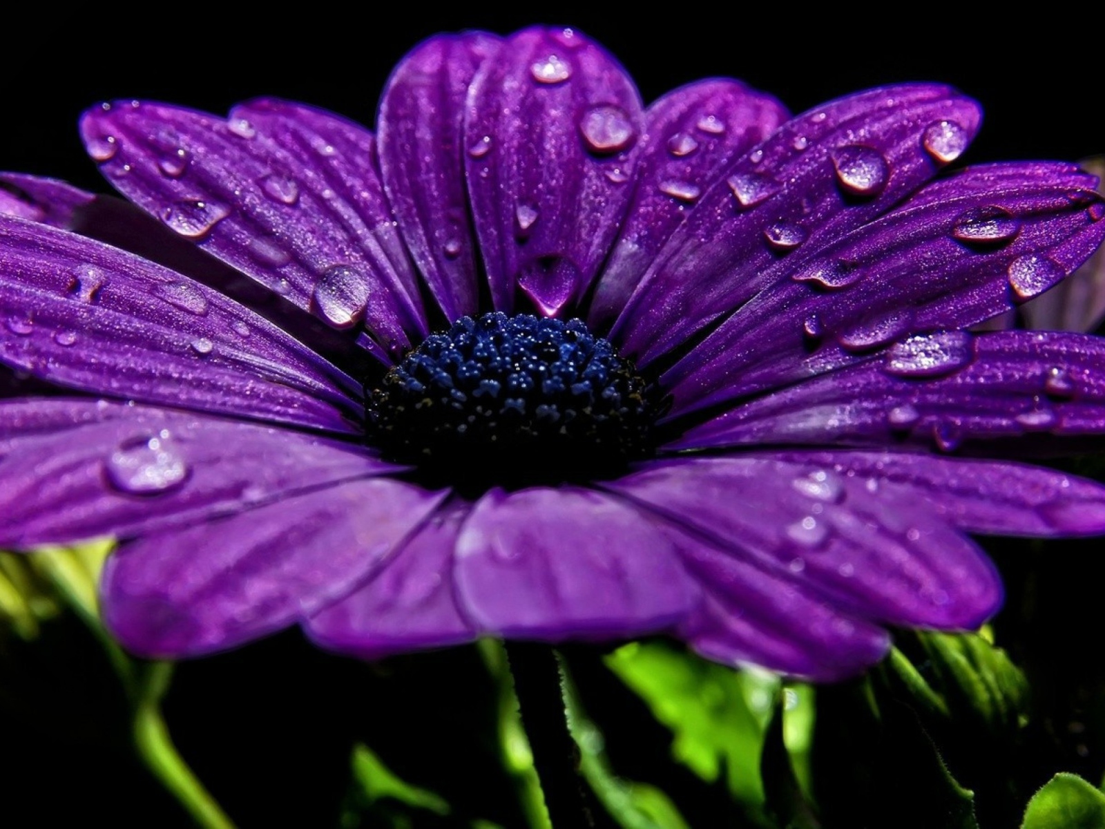 Фиолетовый цветок с каплями росы на лепестках 