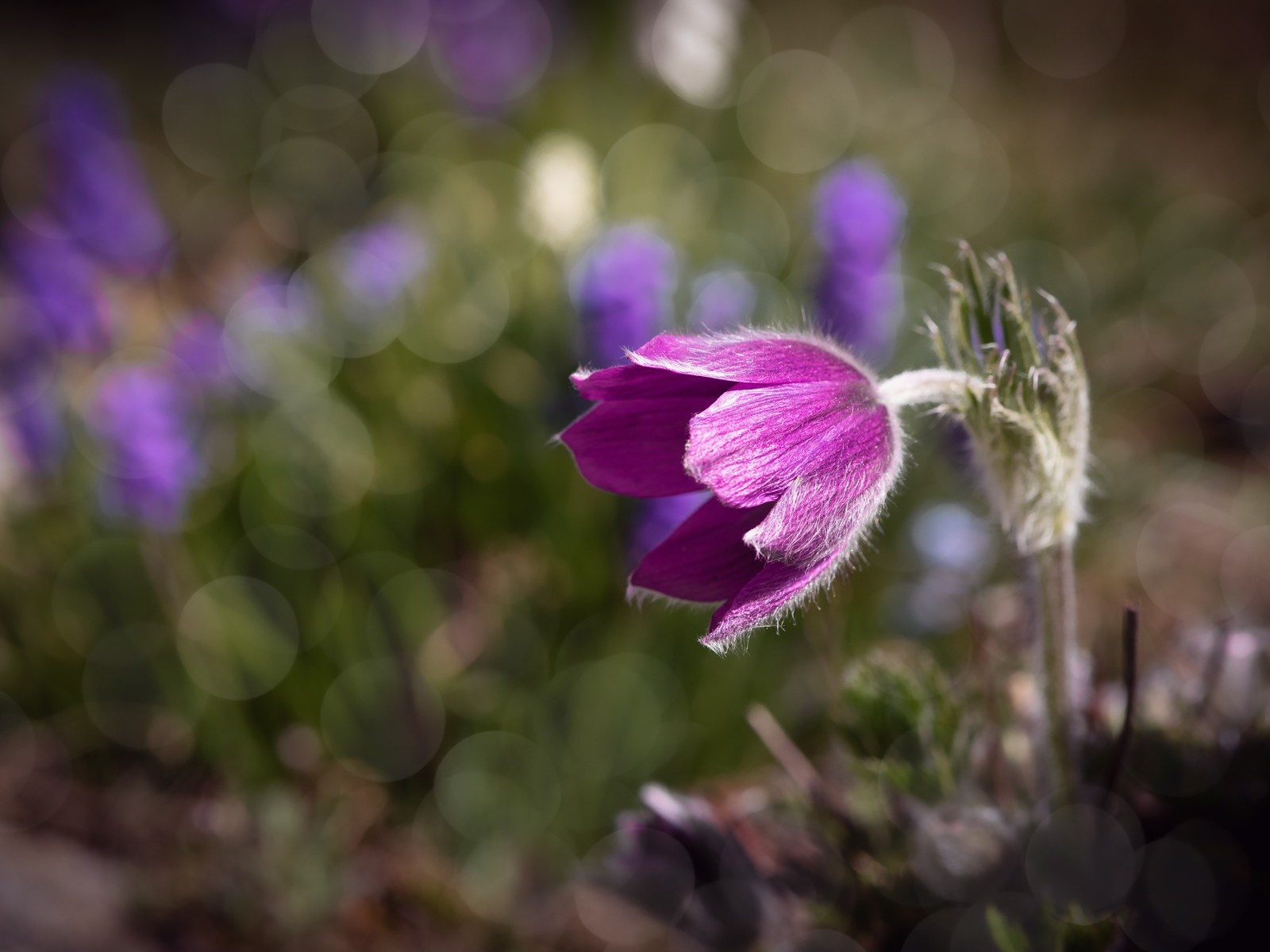 Фиолетовый цветок морозник в лучах солнца крупным планом