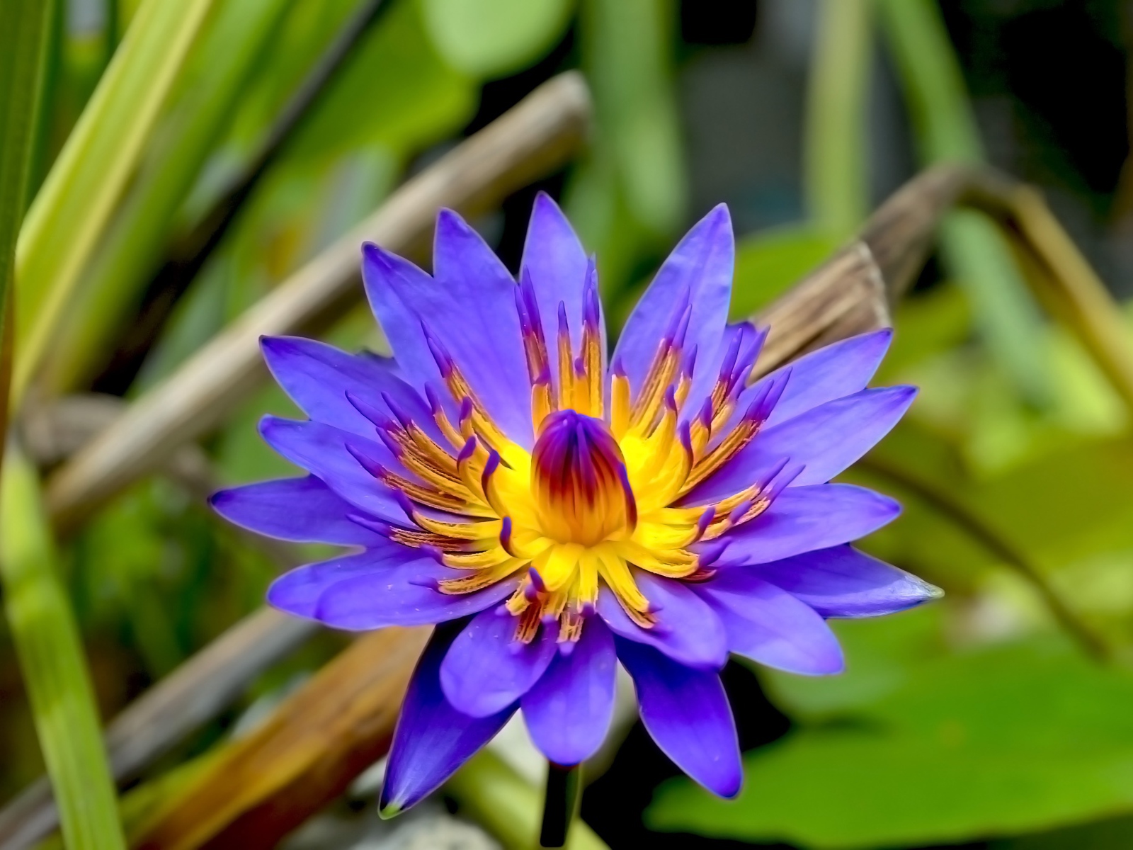 Фиолетовый цветок лотоса в зеленых листьях крупным планом