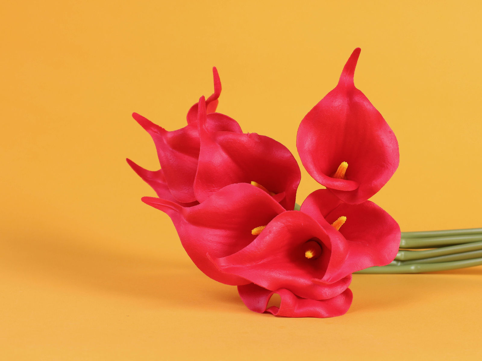 Красные цветы каллы на желтом фоне