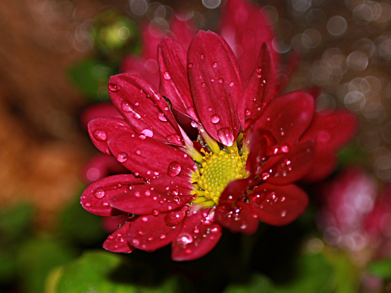 Красный цветок хризантемы в каплях воды 