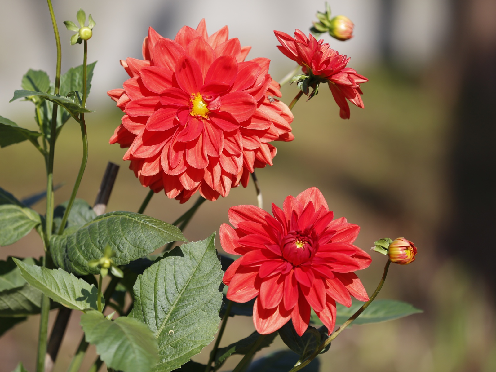 Красные цветы георгин с бутонами на клумбе 