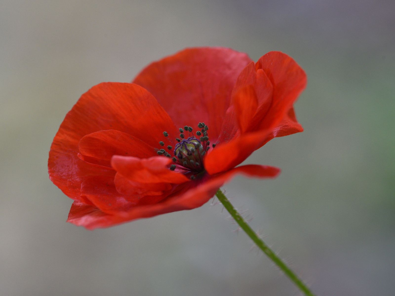 Красный цветок полевого мака крупным планом