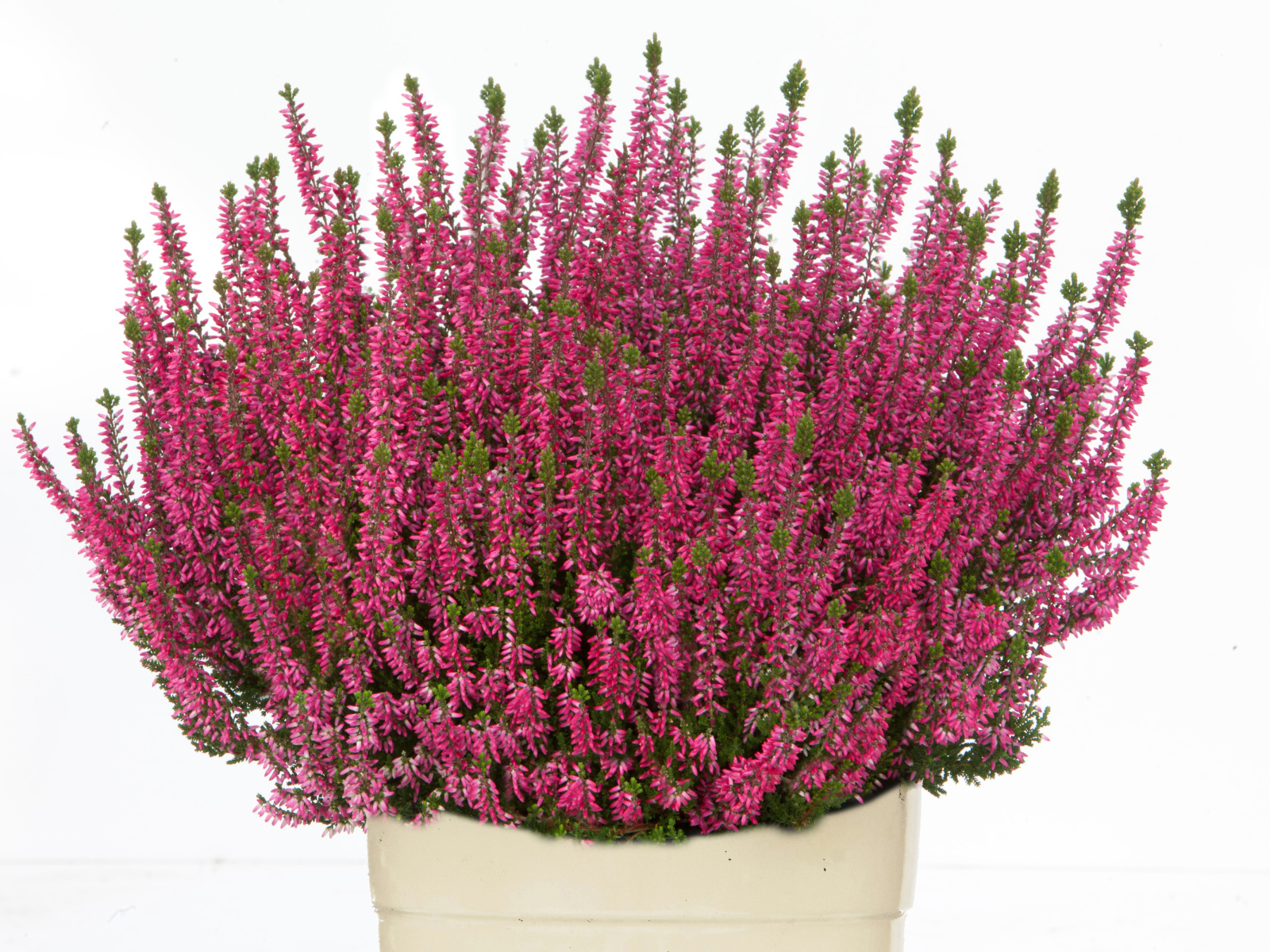 Красные цветы вереск в вазе на белом фоне