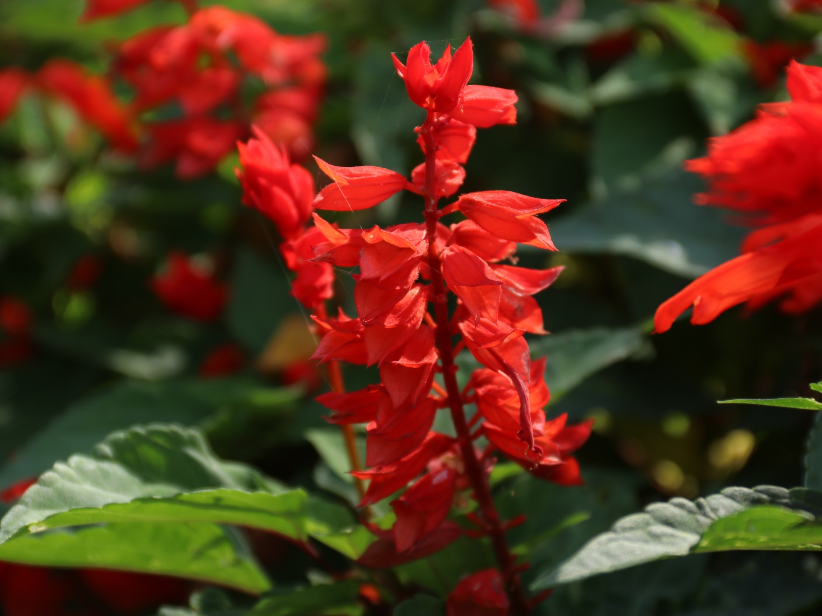 Красные садовые цветы сальвия крупным планом