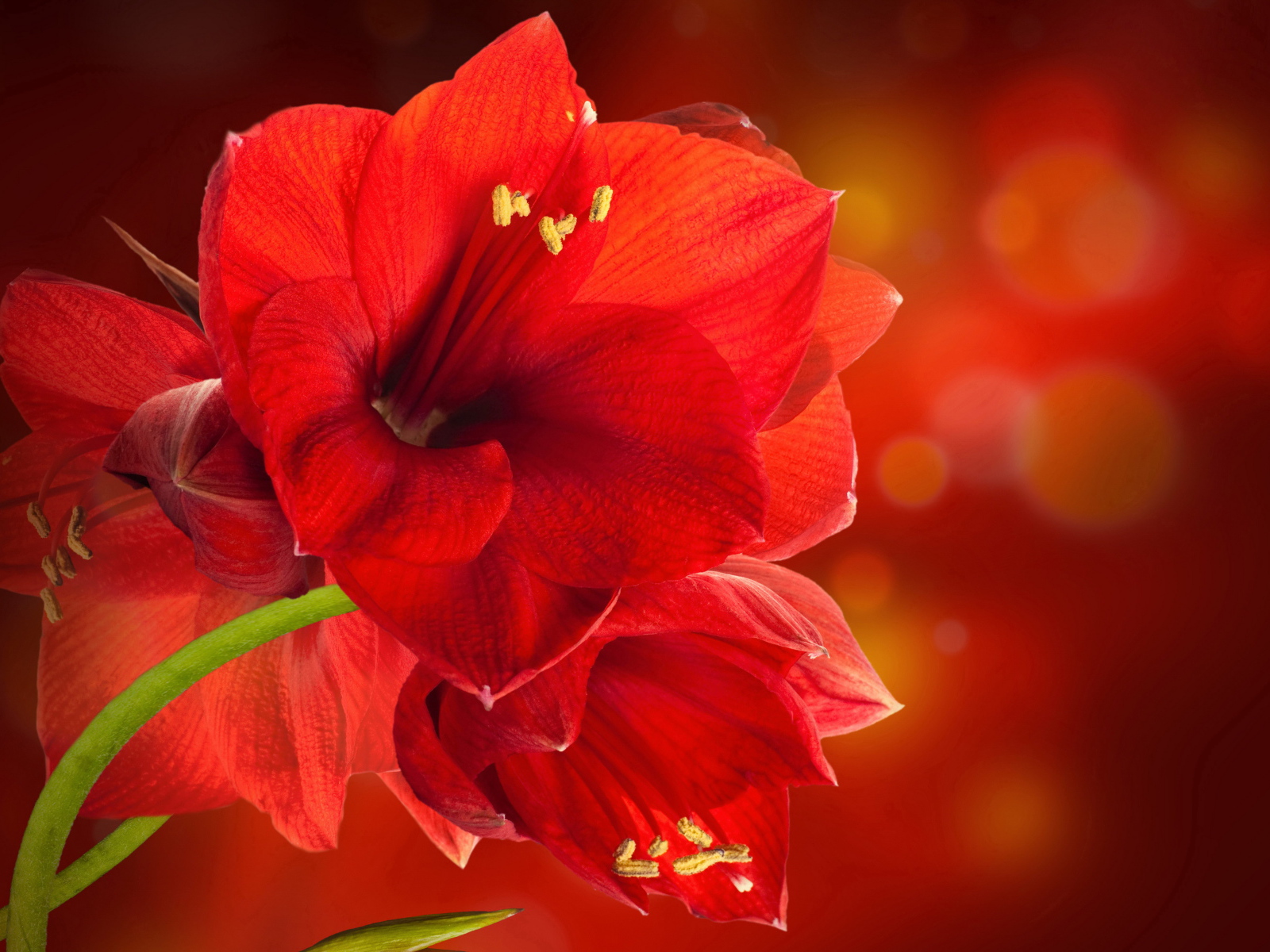 Красные комнатные цветы амариллис крупным планом