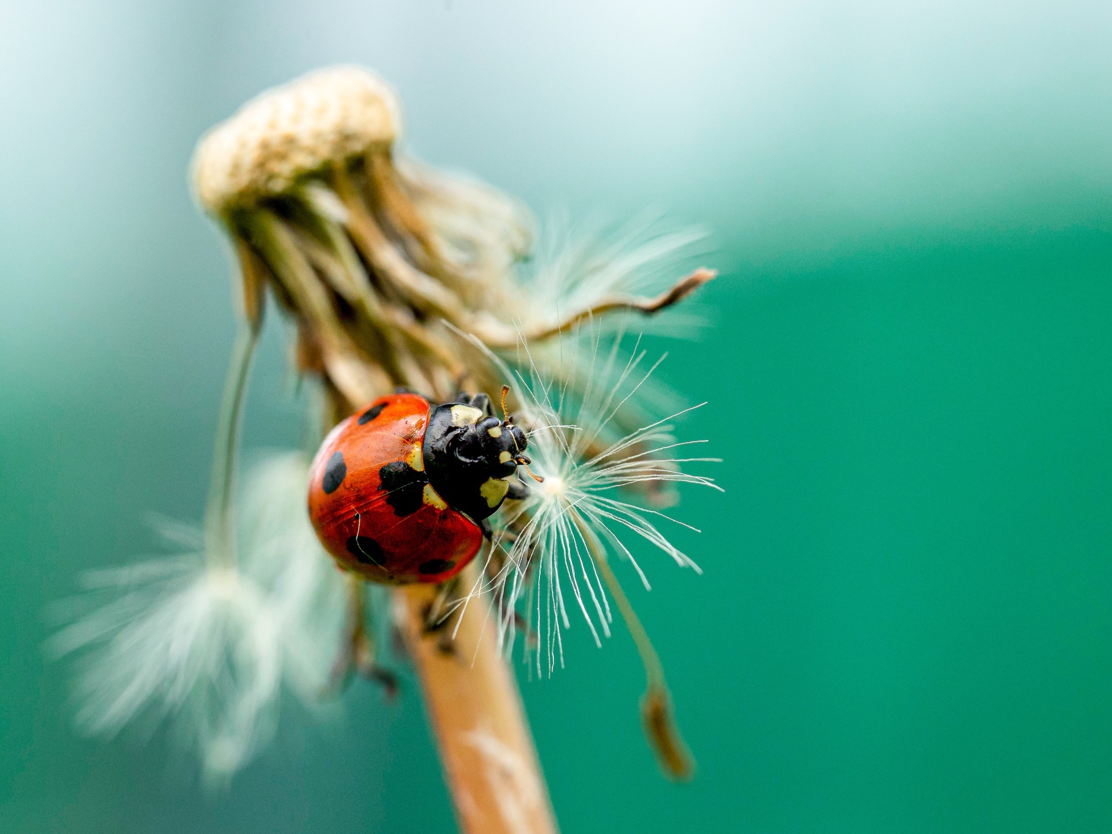 Красная божья коровка на одуванчике