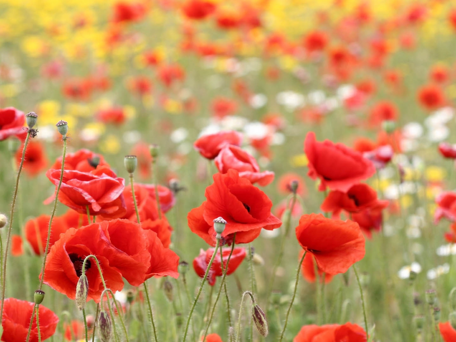 Красные маки в поле летним днем