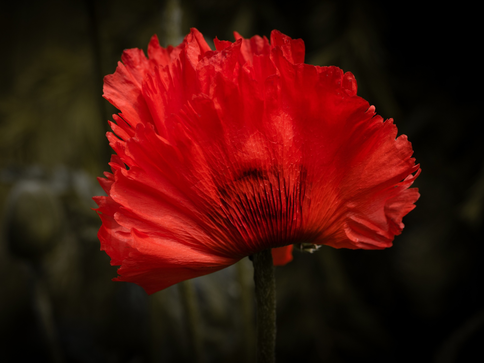 Красный цветок мака крупным планом 