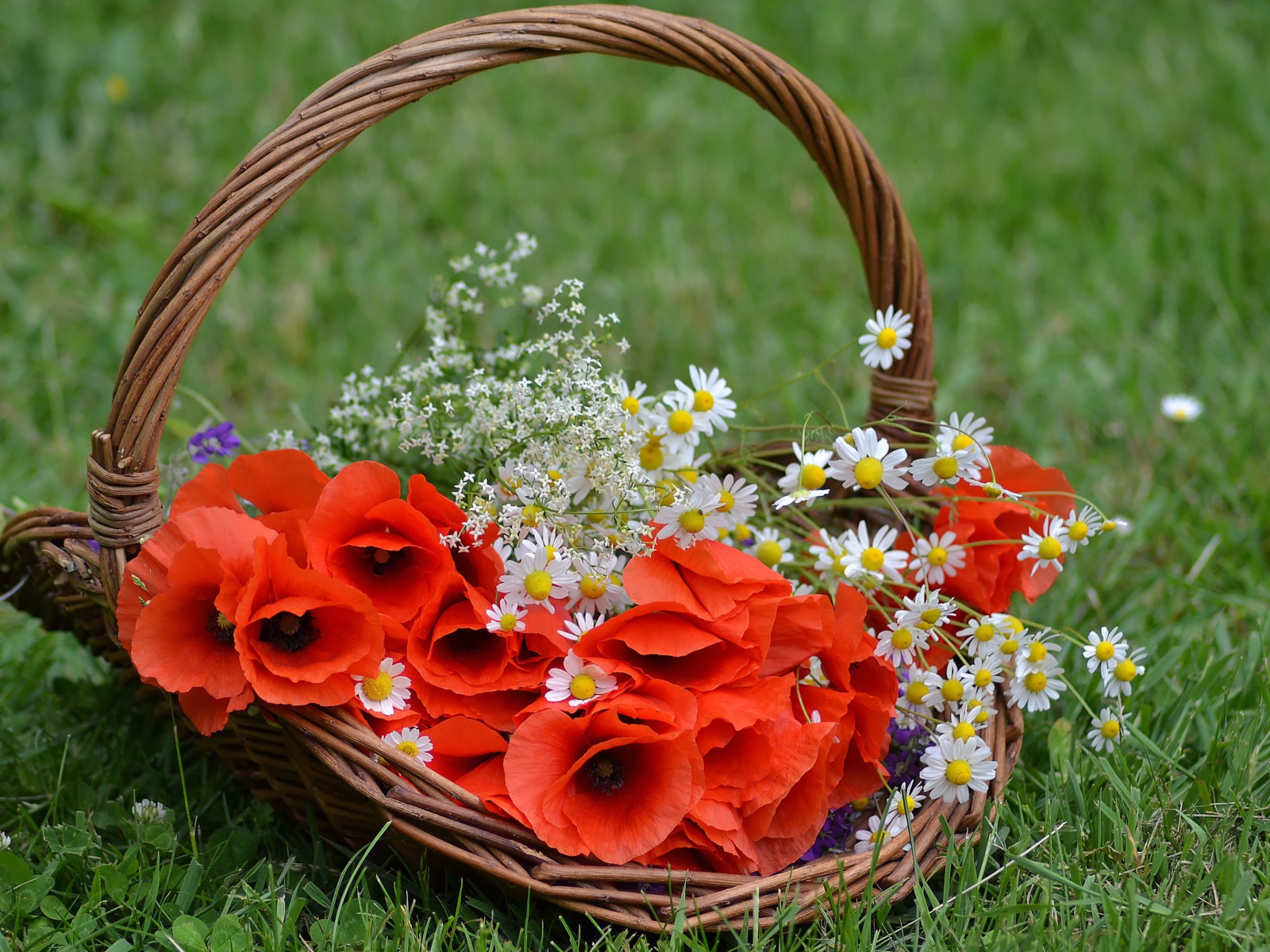 Красные цветы мака в корзине с полевыми ромашками 
