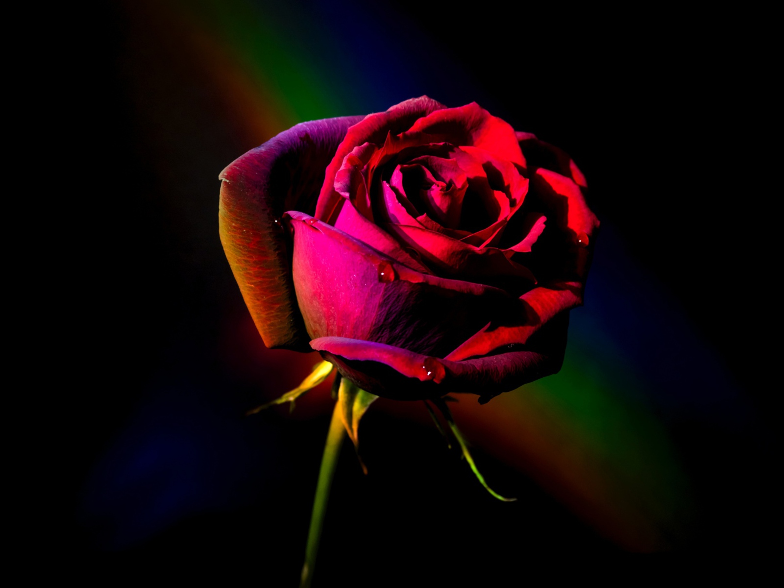 Красная роза с радужным фоном