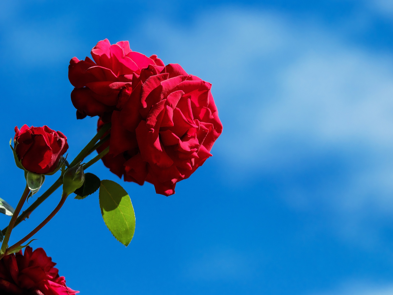 Красные розы с бутонами на фоне голубого неба