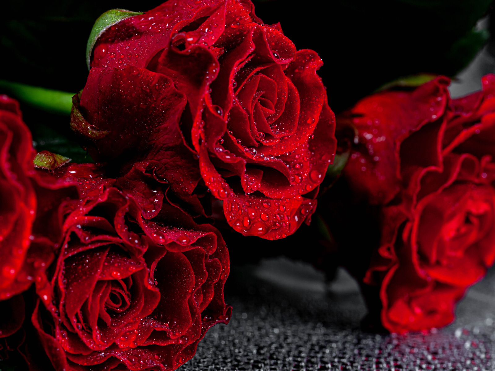 Алые розы крупным планом в каплях воды  