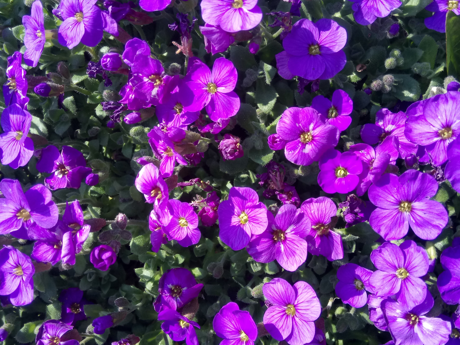 Small lilac Aubrieta flowers in the sun