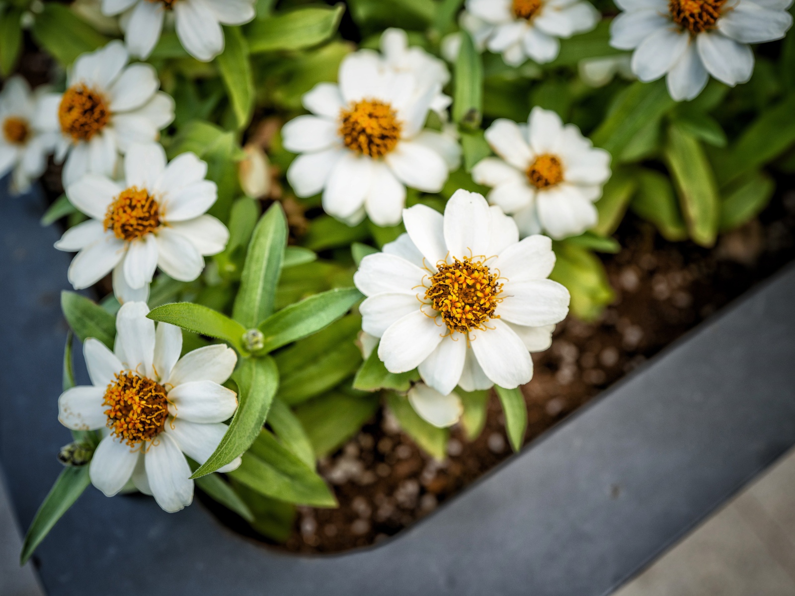 Маленькие белые цветы в кашпо на окне