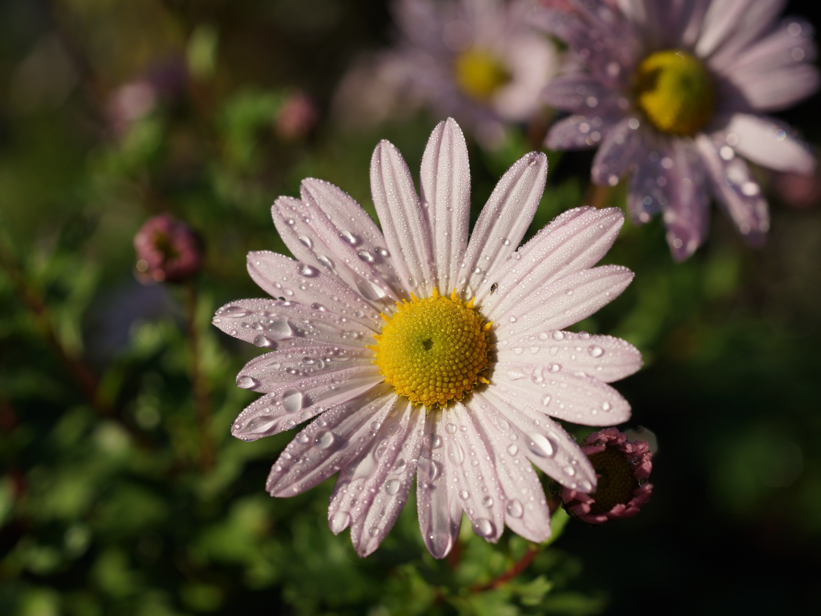 Нежная белая ромашка с каплями росы на лепестках