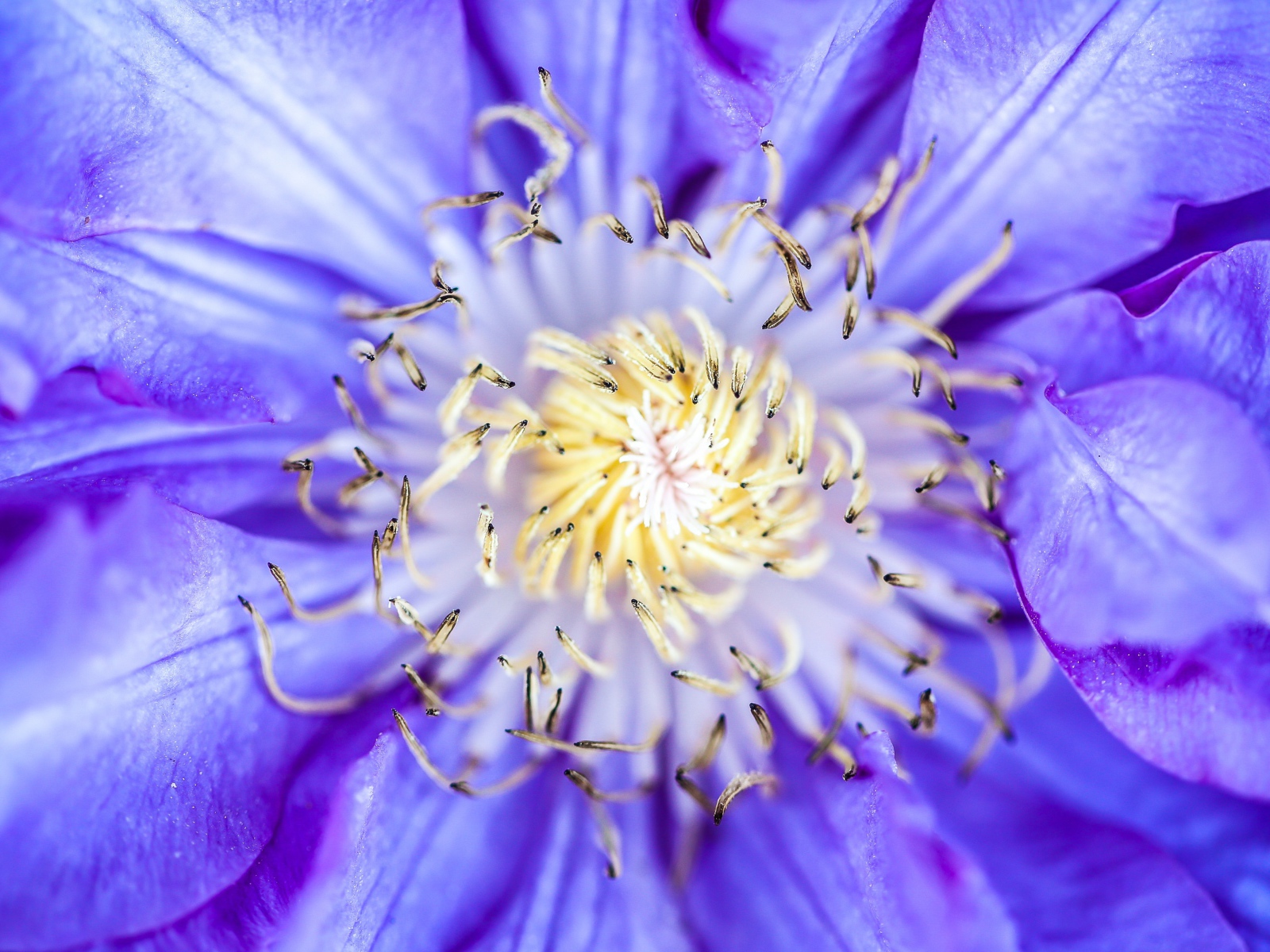 Середина сиреневого цветка клематиса 