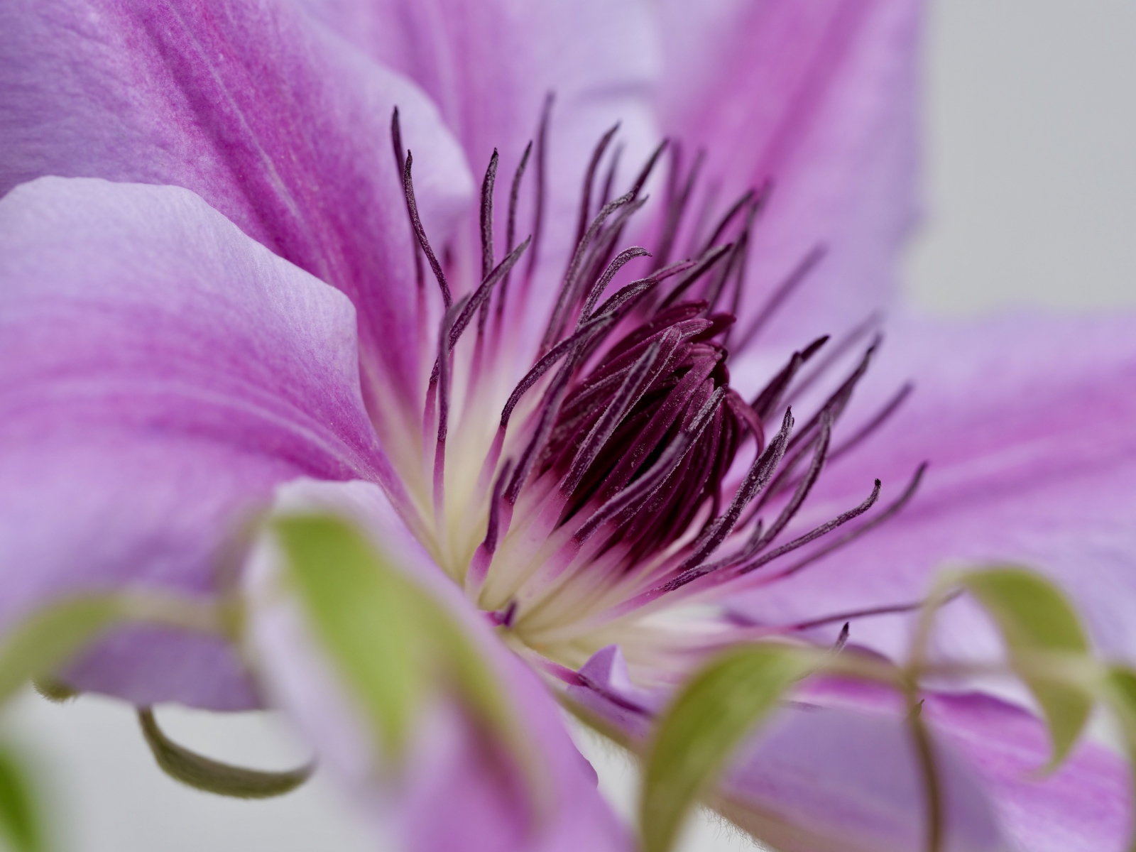 Серединка розового цветка клематиса 