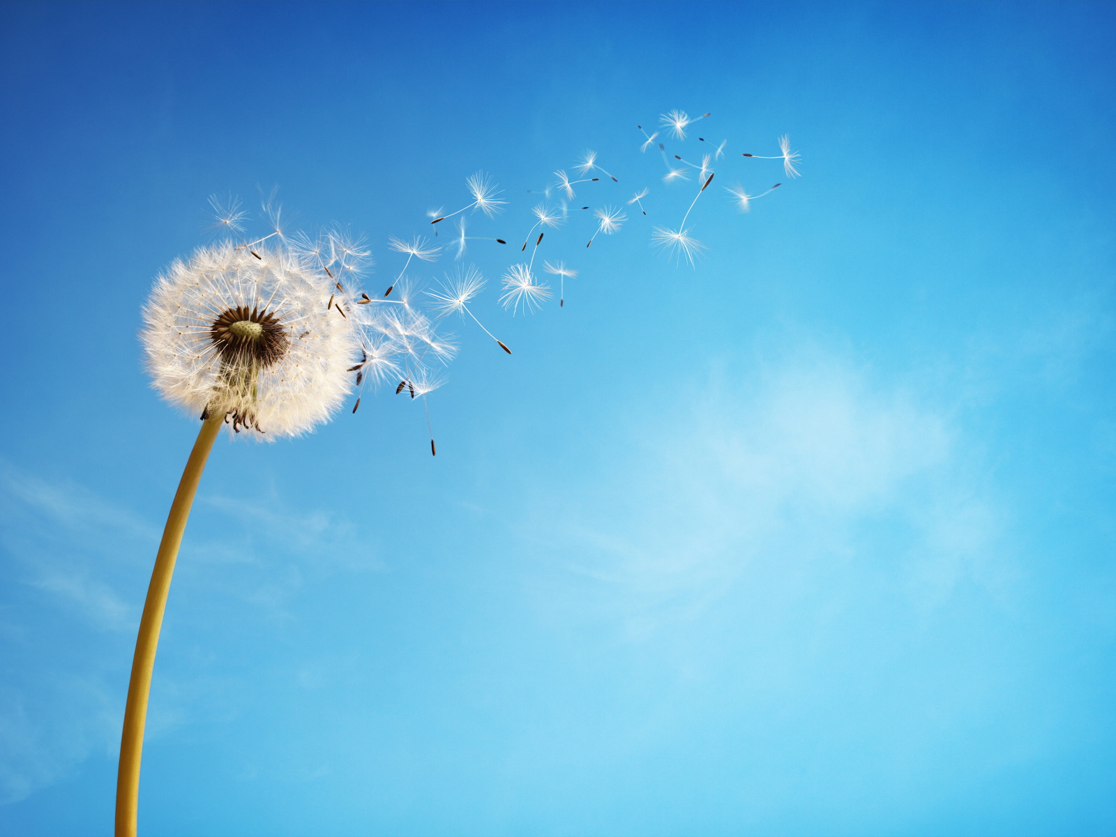 Ветер раздувает белый одуванчик на фоне голубого неба