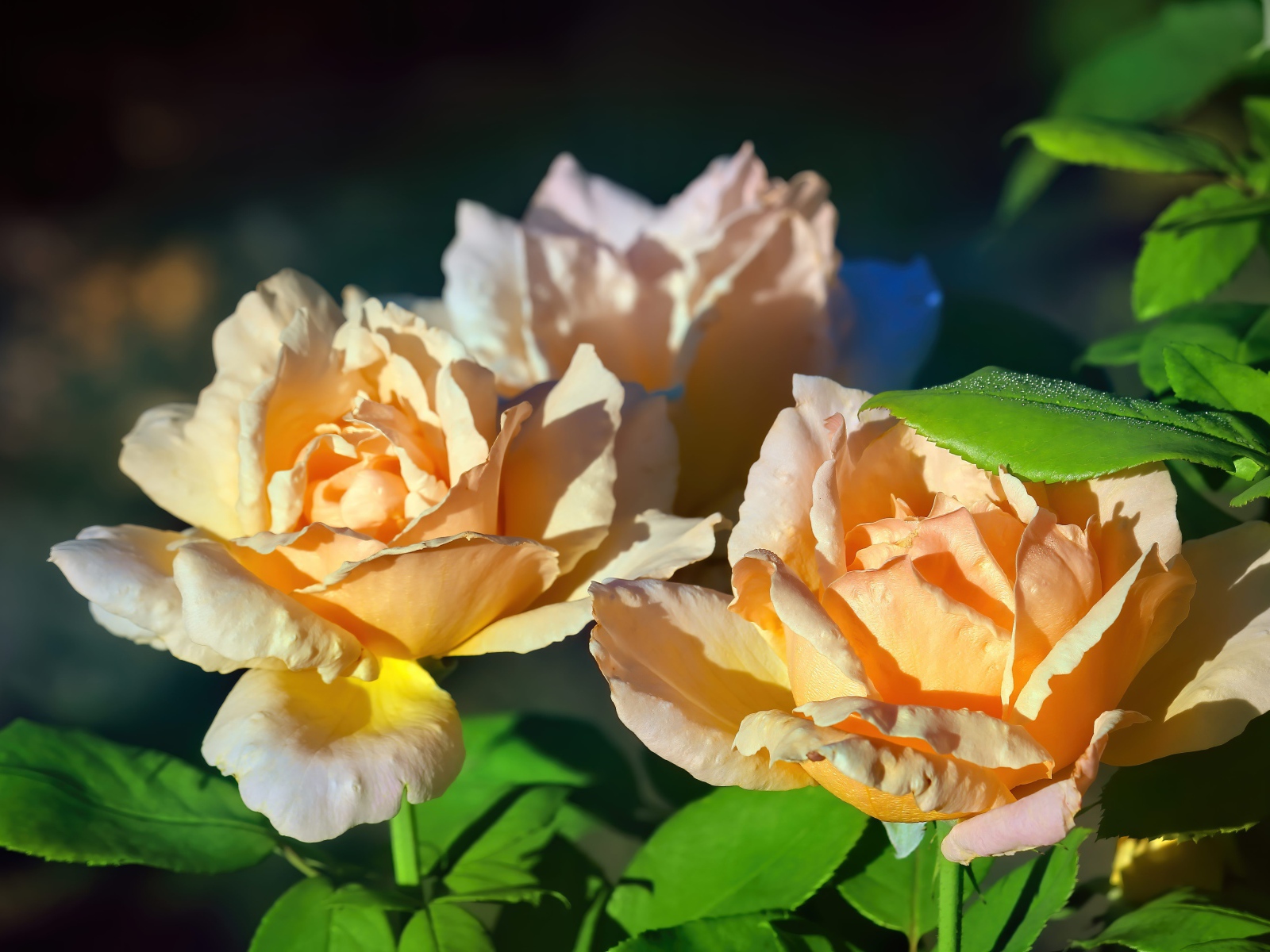 Три розовые розы в лучах солнца на клумбе 