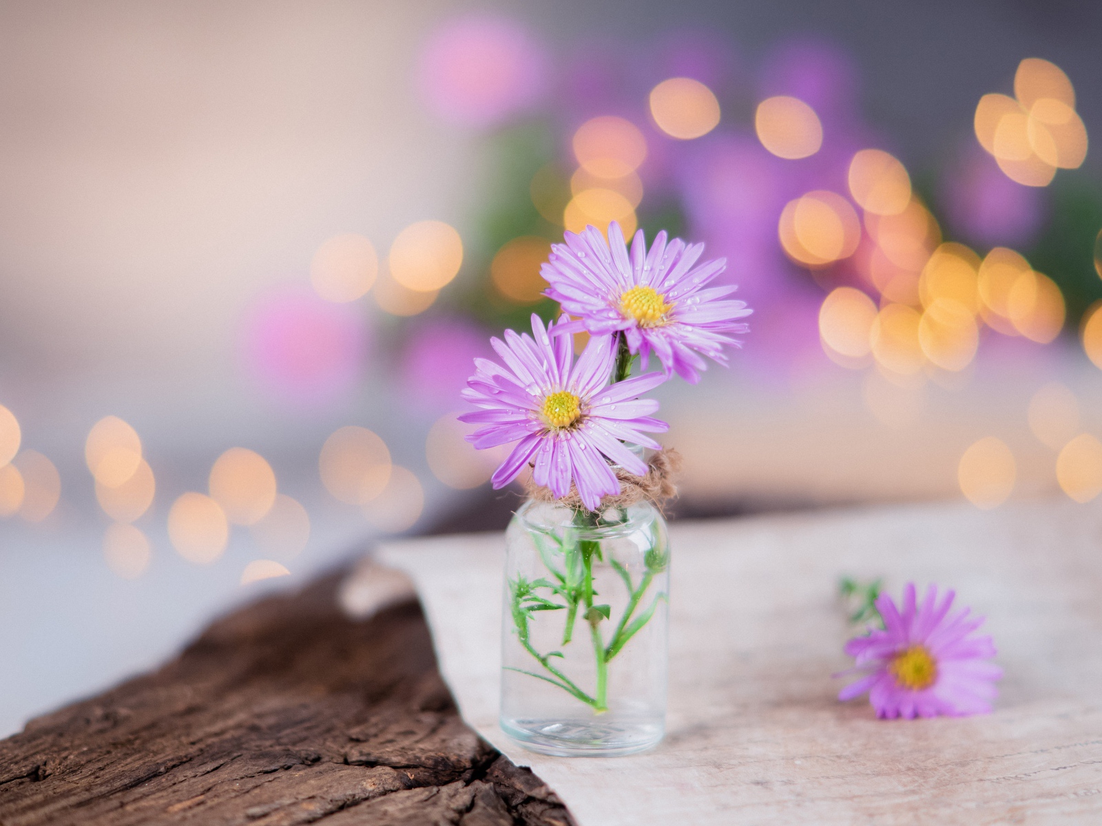 Три розовых цветка сентябринки в стеклянной баночке