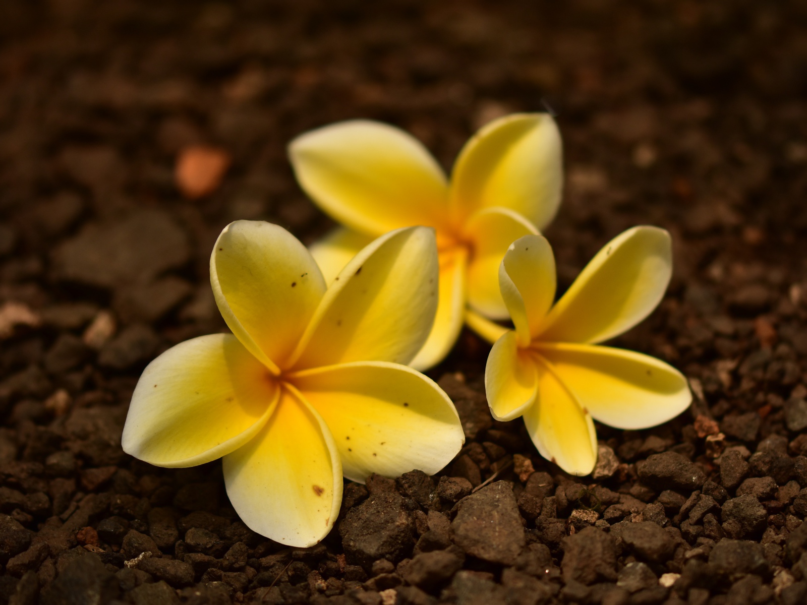 Три  цветка плюмерии лежат  на земле 